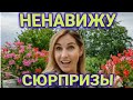 как отметить день рождения в Швейцарии | романтика| сюрприз #1