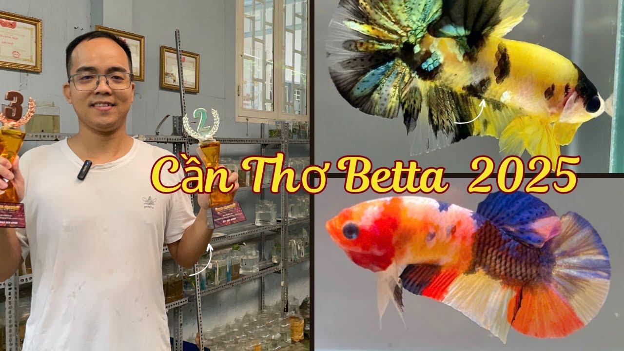Kết quả cuộc thi cá betta trình diễn ở Cần Thơ 10/2025