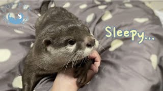 カワウソ４匹と一緒に寝るとこんな感じ　How It Feels To Sleep With 4 Otters