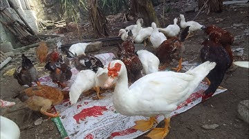 Nuôi gà vịt bằng thức ăn cám ngô cây chuối giảm chi phí thức ăn 