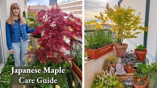 How To Grow Japanese Maples in Pots  Complete Care Guide