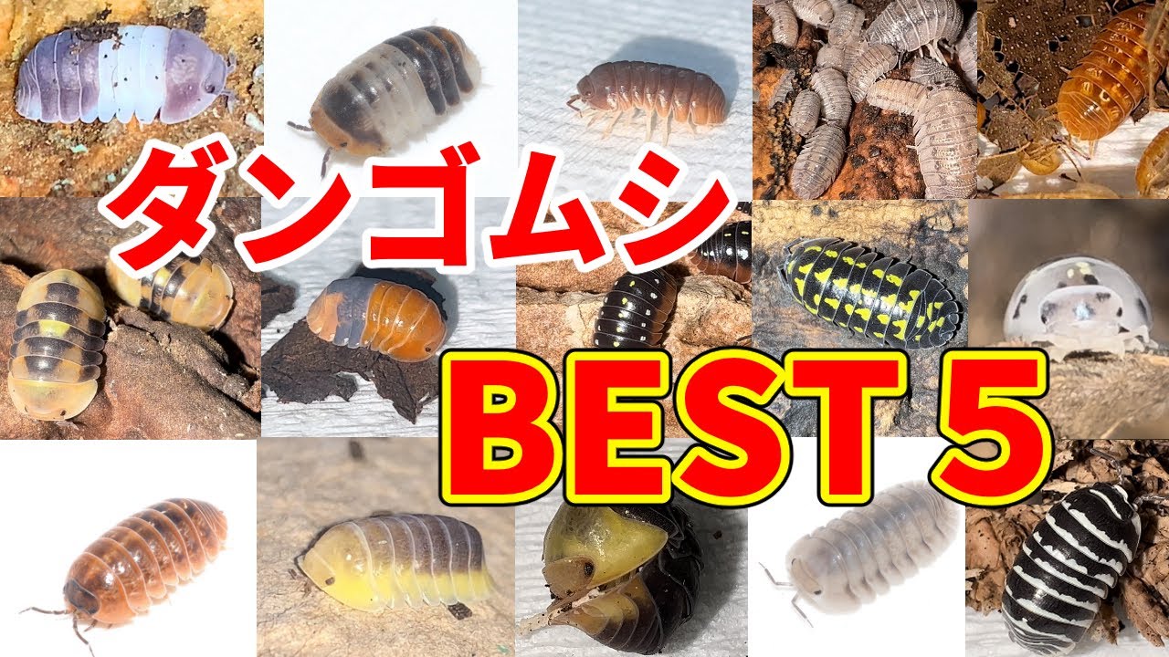 A ranking of recommended pillbugs chosen by a man who lives with