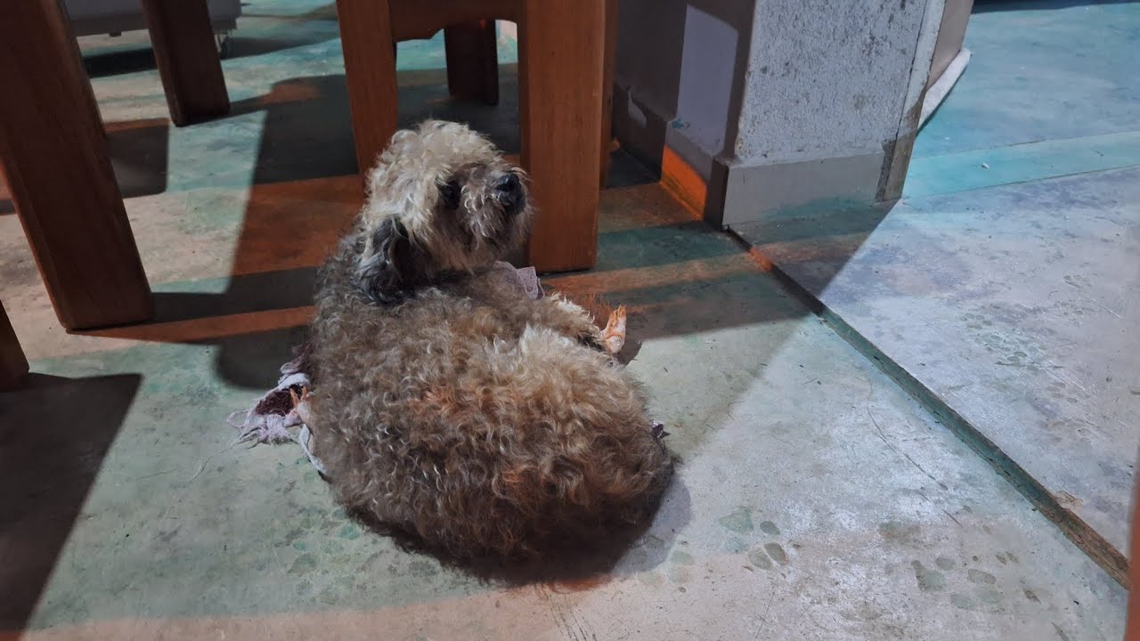 Nossa Melzinha 🐶 querendo fugir da roça 🌳