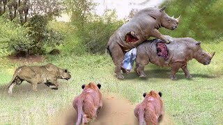 शेरों का झुंड गलत समय पर गैंडे के ऊपर हमला किया | Rhino Fights With Lion King To Protect Her Baby