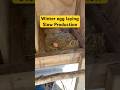 Egg Laying in Winter