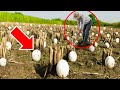 Farmer Finds STRANGE Eggs In His Crops – He Bursts Into Tears When They Hatch.