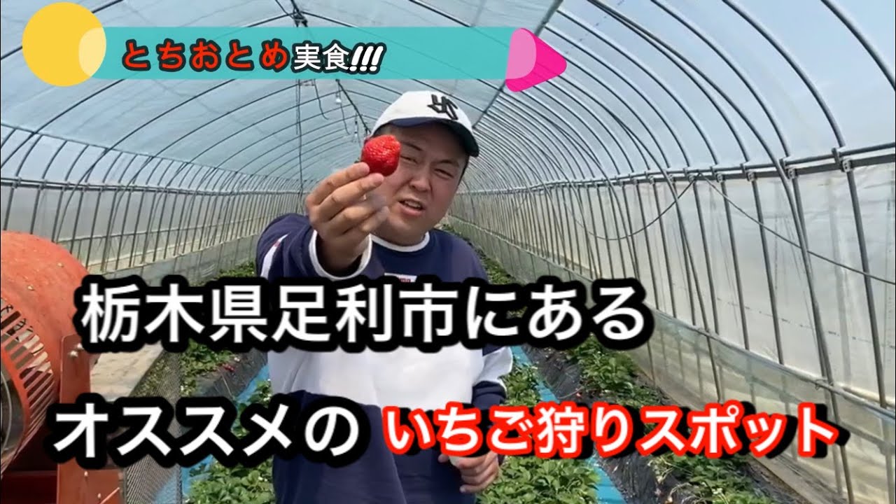 栃木県足利市にあるオススメのいちご狩りスポット アグリランド 株 いちご農園 家族サービスにもってこい Youtube 栃木県足利市にあるオススメのいちご狩りスポット アグリランド 株 いちご農園 家族サービスにもってこい Youtube