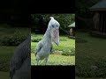 Shoebill Stork Making Noise With His Bill #shorts #wildlife #shoebillstork