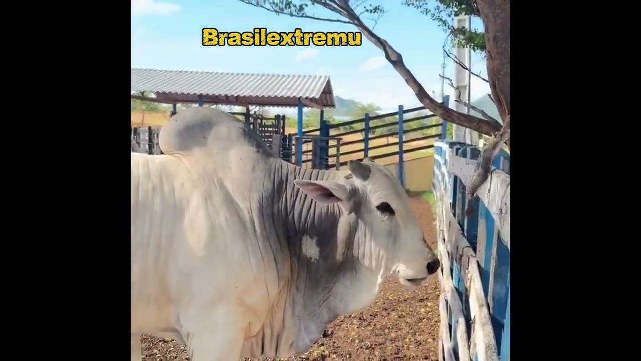 JUNIOR VIANNA DIA A DIA NA SUA FAZENDA.