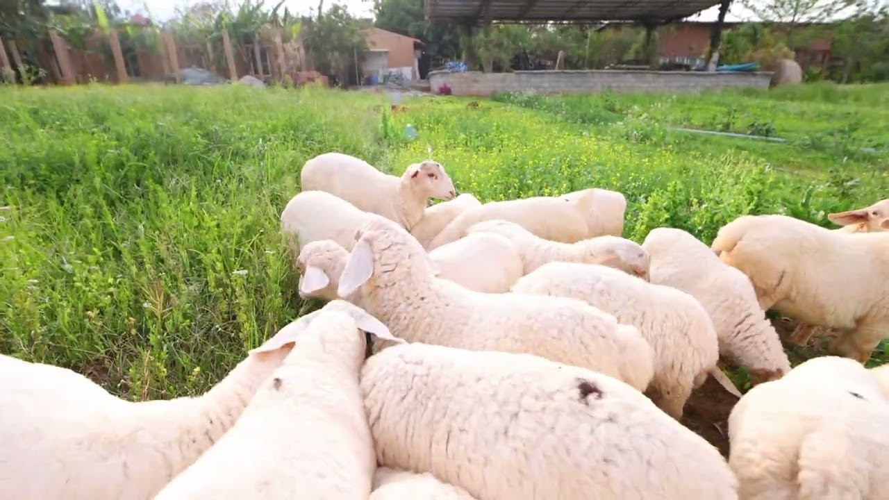 Farm Tour at Orchid Tree Wellness Retreat | Organic Living & Wellness Experience in Bangalore