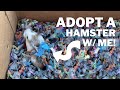 Adopt my third hamster with me
