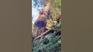 “Tree Cutting Accidents 🌳😱 | Dangerous Logging Fails & Chainsaw Mistakes” #shorts #subscribe #viral