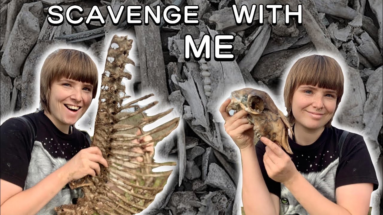 Come Bone Collecting With Me