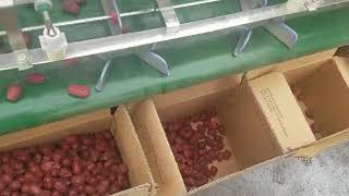 Date grading machine date grader machine