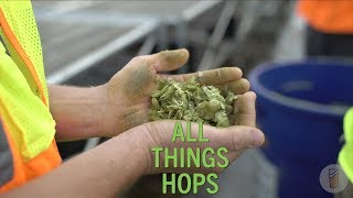 What Are Hops?