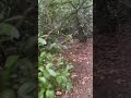 A Walk Round Aden Park: Part 2 - Steps to the Stream #forest #nature #scotland #scotlandtour