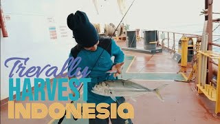 Trevally harvest in Indonesia || Mantap Mancing Mania