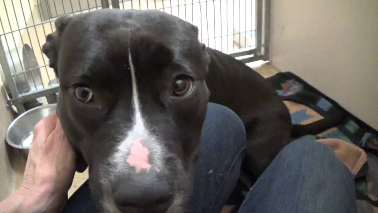 a-sweet-female-dog-named-socks-needs-medical-rescue-soon-youtube