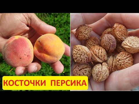 Как посадить персик из косточки. Заготовка косточек персика