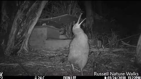 Male Kiwi Calling - DayDayNews