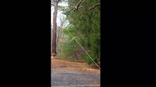 Buzz's Tree Service LLC Cutting down a 100 + Foot Pine Tree