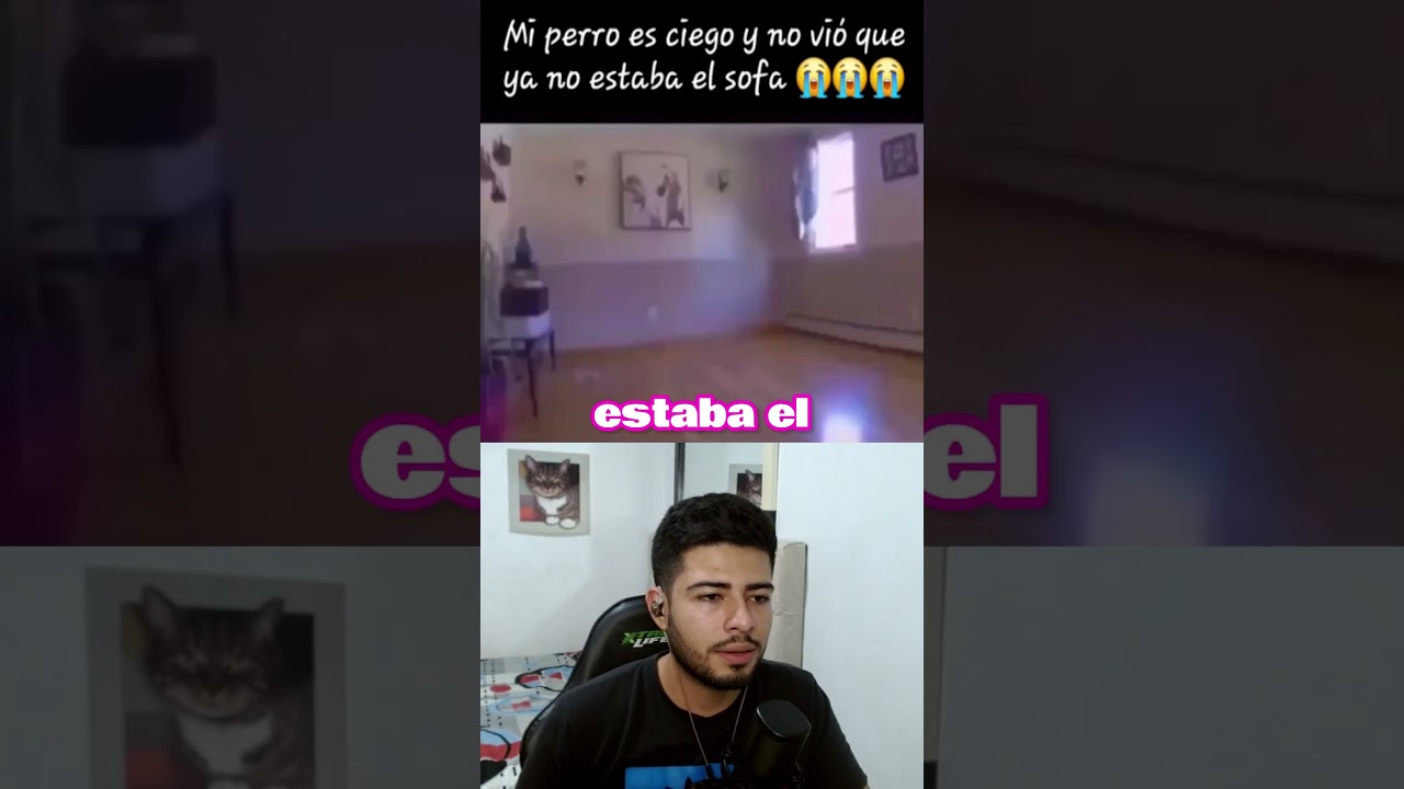 PERRO CIEGO NO SE LO ESPERABA #shorts #viralvideo #perros #fyp #humor