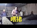 英子给家里5头二师兄喂猪食，老妈指挥工作，最大两头都快400斤了【农村小英子】