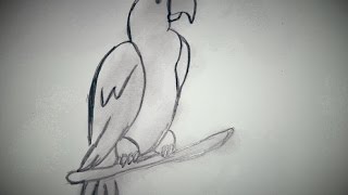 Speed Drawing How To Draw A Parrot Jak Namalować Narysować Papugę