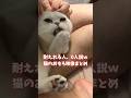 耐えれる人0人説ｗ猫のおもろ映像まとめ