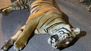 最濒危的野生虎亚种（Malayan tiger），又少了一只