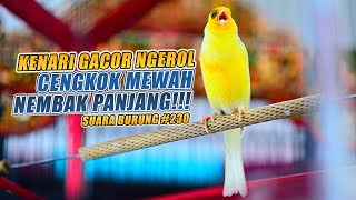 SUARA BURUNG |230| Kenari GACOR PANJANG INI Cocok untuk Masteran KENARI PAUD dan Kenari Macet BUNYI