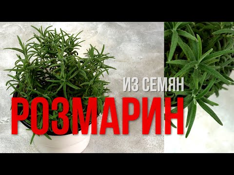 Розмарин из семян в горшке | как вырастить
