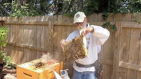 Sugar Roll Test For Varroa Mites On Honey Bees