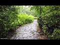 [4K] Walking In The Rainy Forest Nature Sounds ASMR | Walking Around Seoul Korea 우중산책