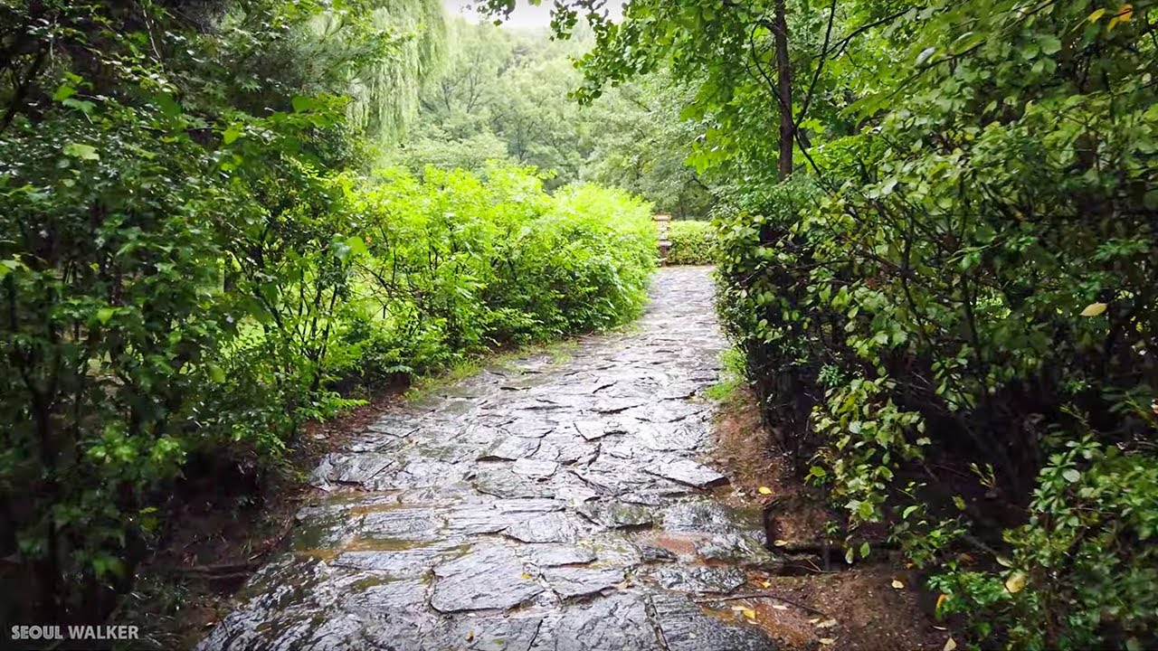[4K] Walking In The Rainy Forest Nature Sounds ASMR | Walking Around ...