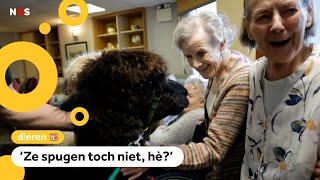 Verzorgingstehuis Krijgt Bezoek Van Kudde Alpacas