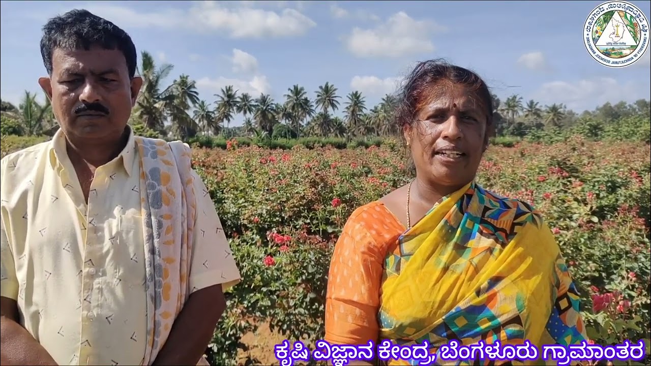 ಗುಲಾಬಿ ಬೇಸಾಯದಲ್ಲಿ ಗಿಡ ಸವರುವಿಕೆ Pruning in rose cultivation 