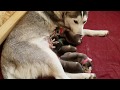 3 day old Siberian Husky puppies ♡