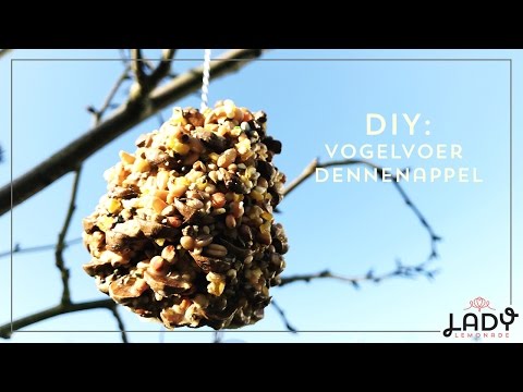 Video: DIY Ideeën voor vogelvoeder: hoe maak je een vogelvoeder met kinderen