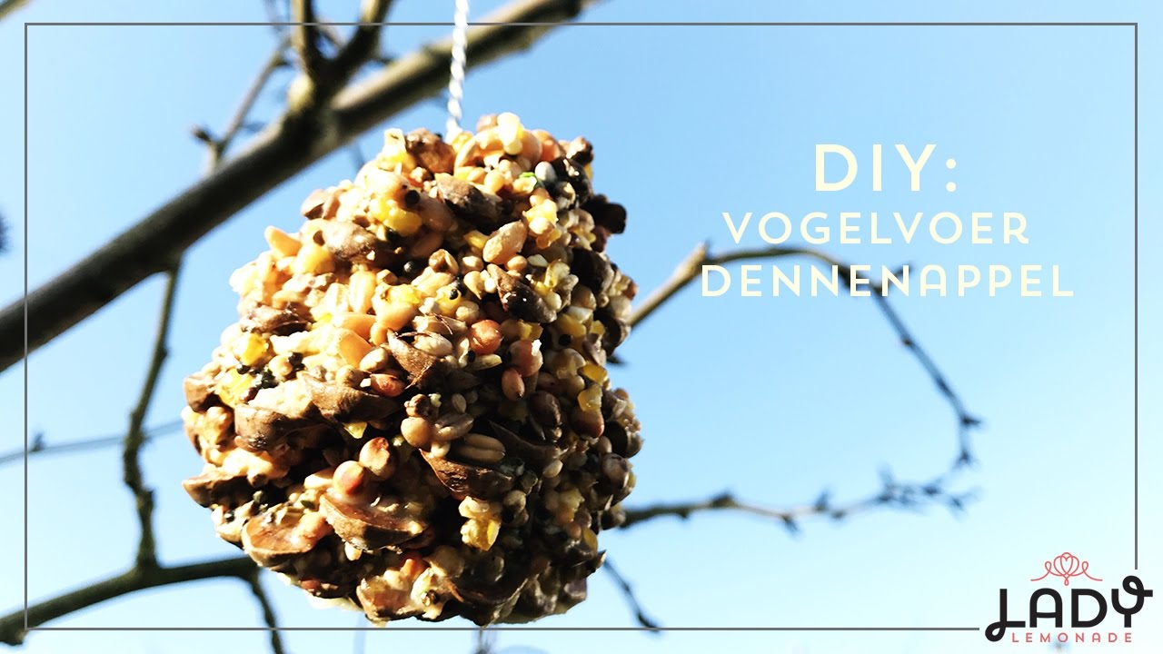 Diy Vogelvoer Dennenappel Maken Met Kinderen Youtube