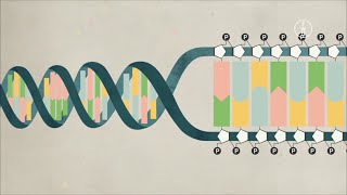 Wie ist eine DNA aufgebaut?