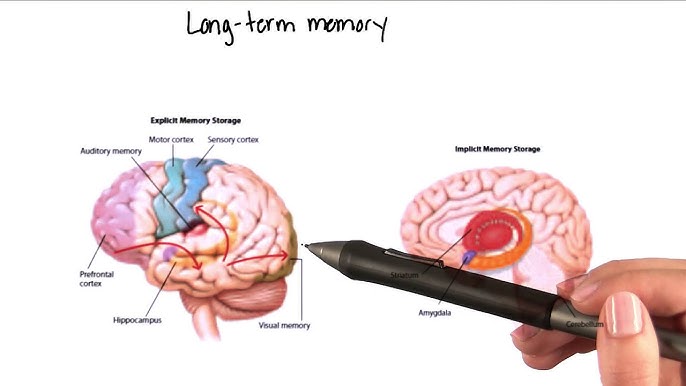 Working memory: How you keep things 'in mind' over the short term