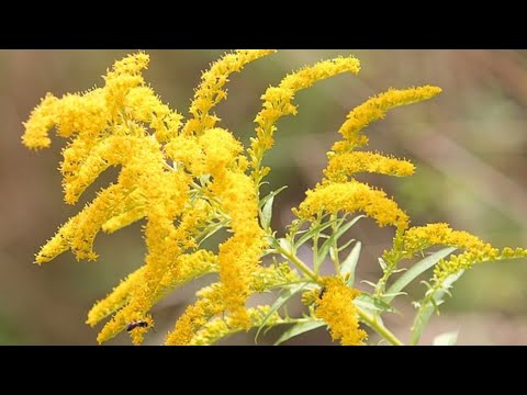 Video: Le capre possono mangiare la verga d'oro?