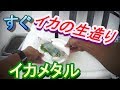 イカメタルで釣って活け造り