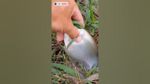 Câu thác lác đồng #shorts #trinhkhmervlog