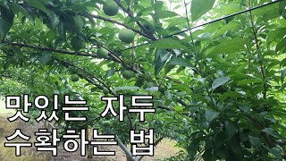 추희자두 마지막 추비 살포, 농약 설명 / 맛있는 자두 수확하는 법 [농사의신] / Delicious Plum Harvest Method