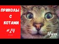 Смешные КОТЫ КОТИКИ КОТЯТА Приколы с животными #24