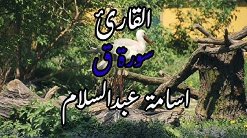 تلاوة جميله لسورة ( ق ) بصوت القارئ( أسامة عبدالسلام )
