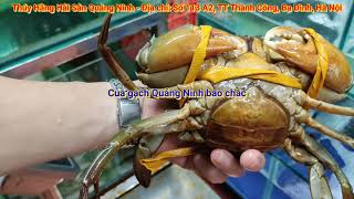 Cua gạch, cua thịt, ghẹ xanh Quảng Ninh chuẩn tự nhiên tại Hà Nội
