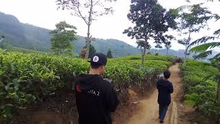 Cari PL di kebun Teh